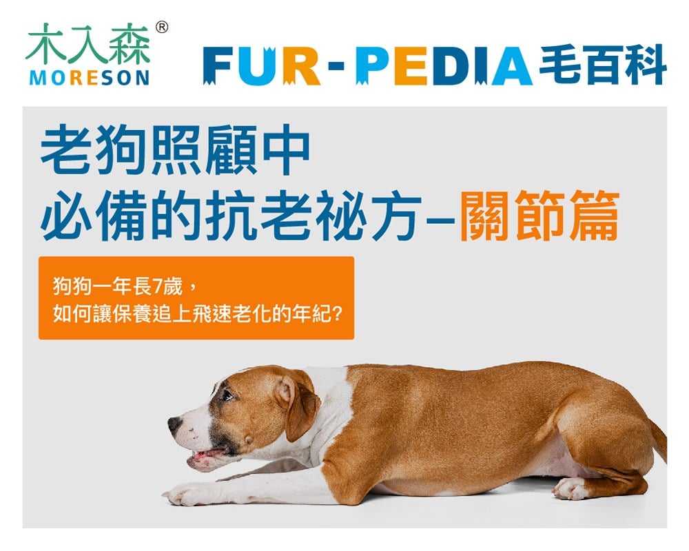 【關節篇】老狗後腿無力怎麼辦？照顧老狗關節必學的4個技巧！