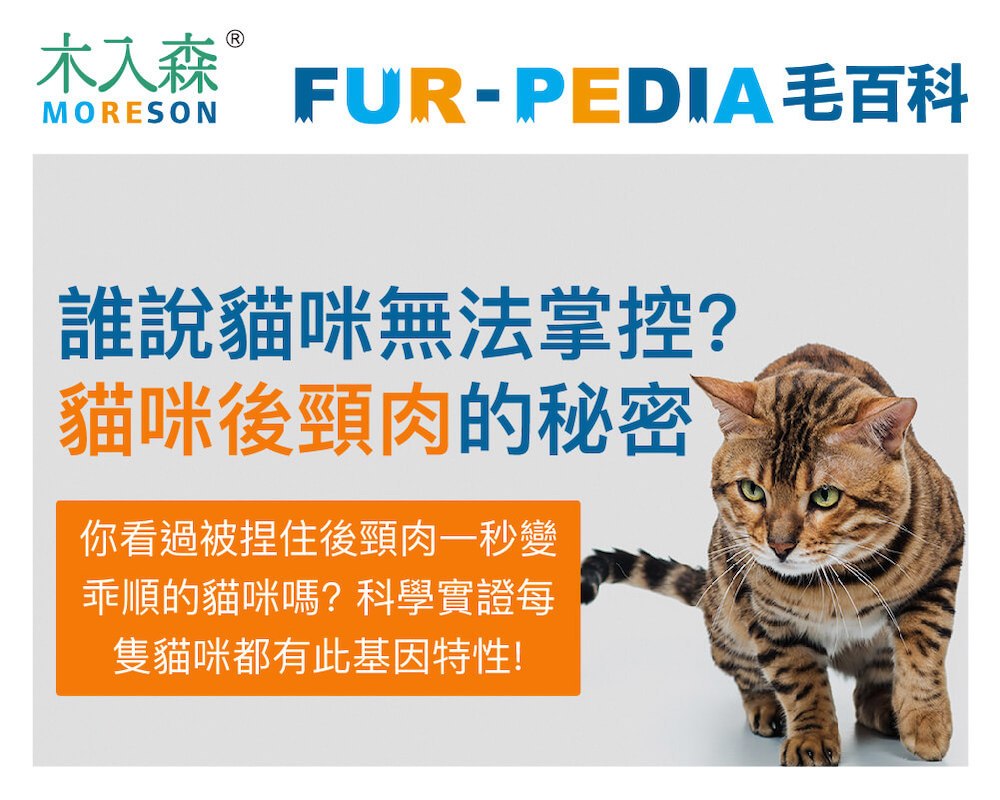 誰說貓咪無法掌控？貓咪後頸肉的秘密