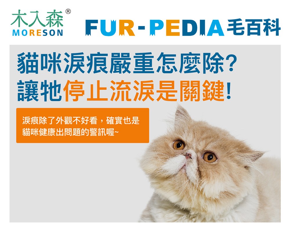 貓咪淚痕完全打擊！清潔淚痕，推薦飼主先做好這「4」件事