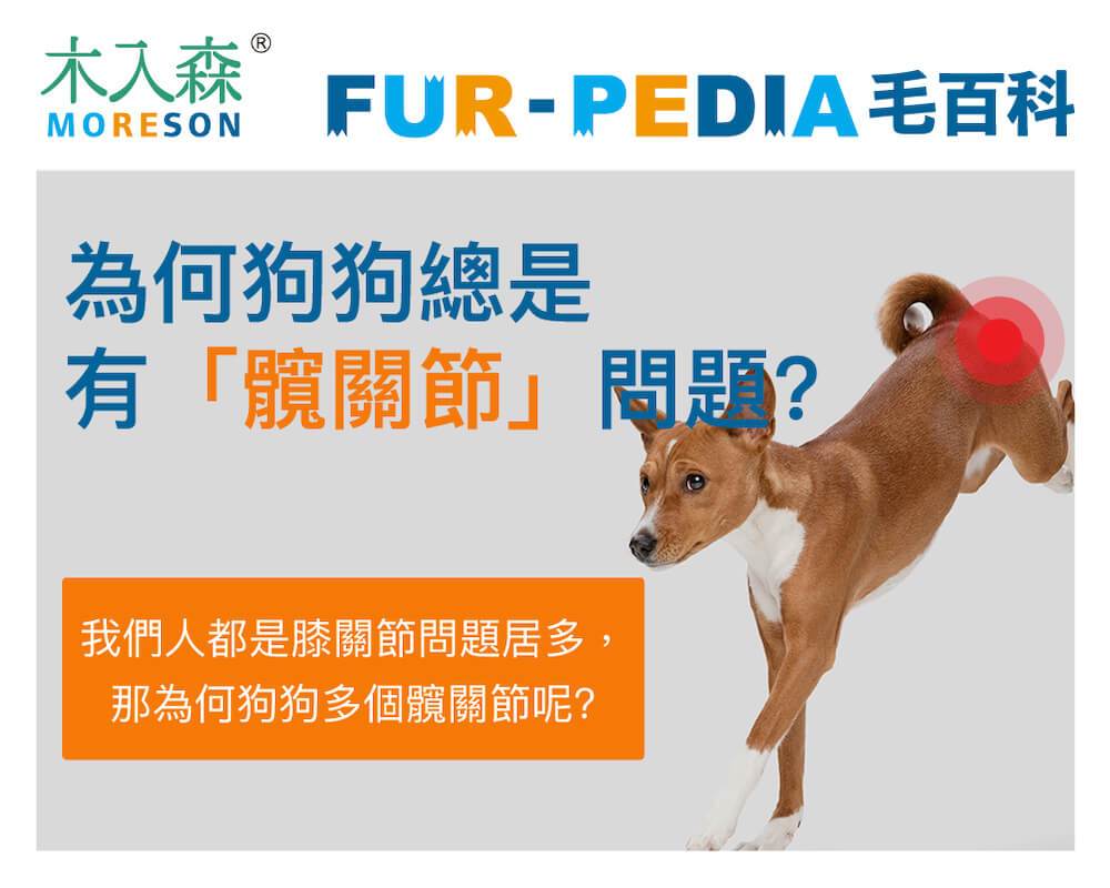 狗狗也會脫臼？ 為何狗狗總是有「髖關節」問題？