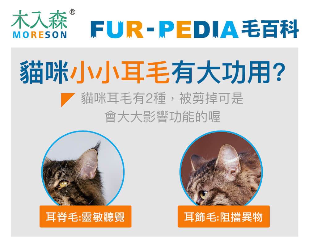 貓咪小小耳毛有大功用?