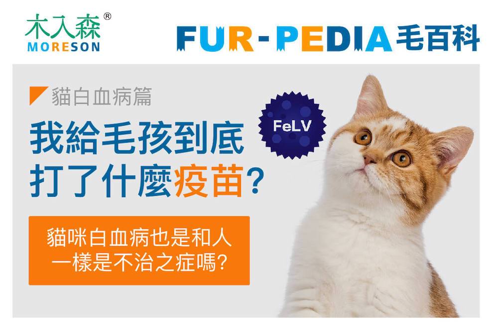 我給毛孩到底打了什麼疫苗？《貓白血病篇》