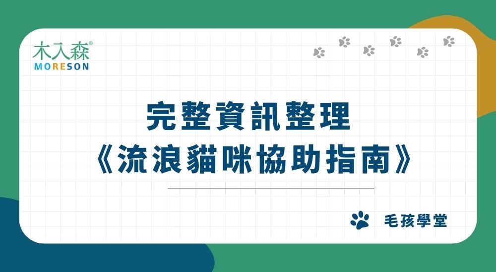 【流浪貓咪協助指南】法規問題、領養流程、動物救援，撿到貓咪處理方法一次看！