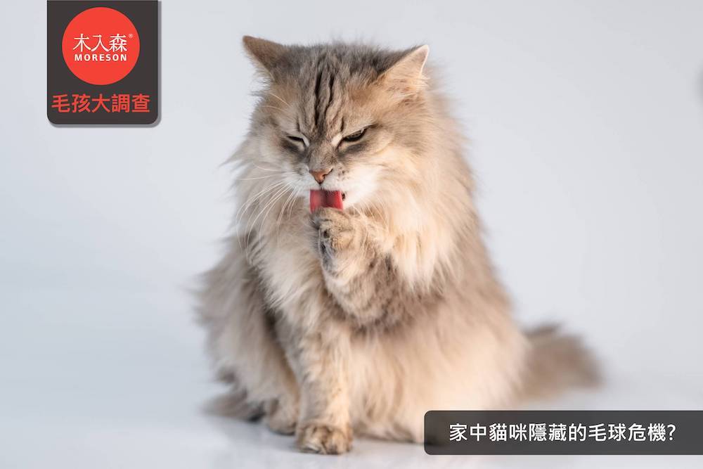 測出你家中貓咪隱藏的毛球危機?