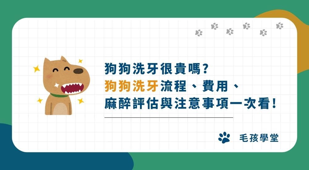狗狗洗牙很貴嗎？ 狗狗洗牙流程、費用、 麻醉評估與注意事項一次看！