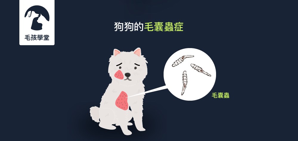總是躲起來等待感染狗狗的毛囊蟲症