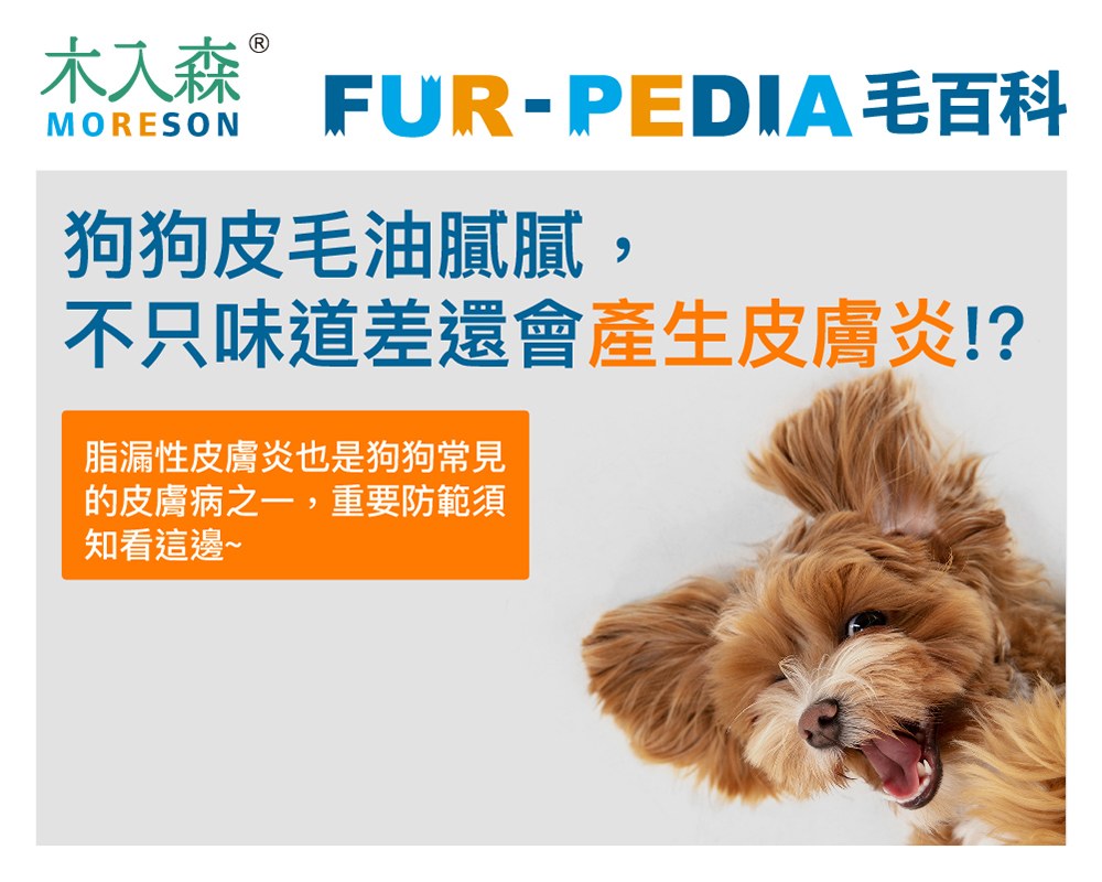 狗狗皮膚又油又臭嗎？了解「脂漏性皮膚炎」保持皮膚毛髮健康