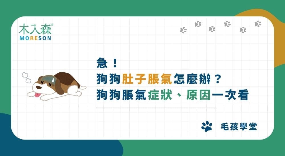 急！ 狗狗肚子脹氣怎麼辦？ 狗狗脹氣問題、原因一次看