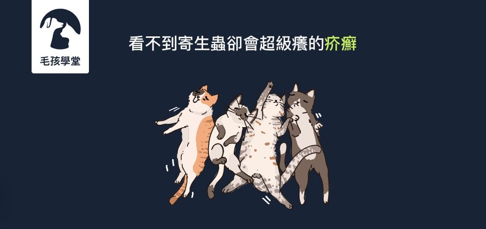 看不到寄生蟲卻會超級癢的疥癬