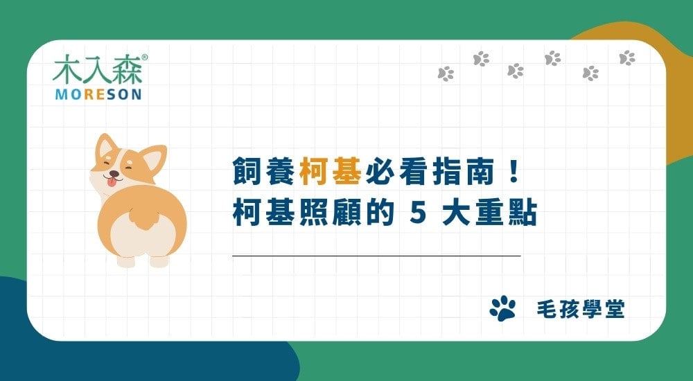 2026飼養柯基必看指南！柯基照顧的 5 大重點