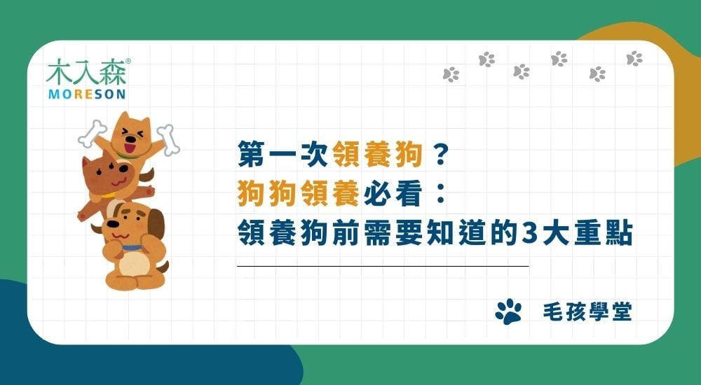 第一次領養狗？狗狗領養必看：領養狗前需要知道的3大重點