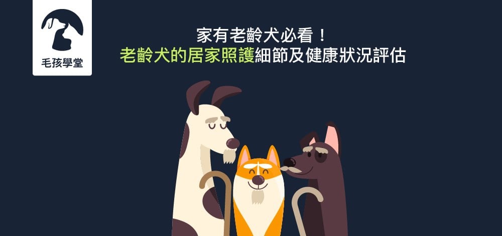 不得不面對！狗狗老了如何照顧？2026老狗照顧要注意的9大重點！