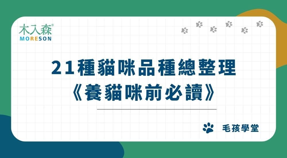 21種貓咪品種總整理｜養貓咪前必讀
