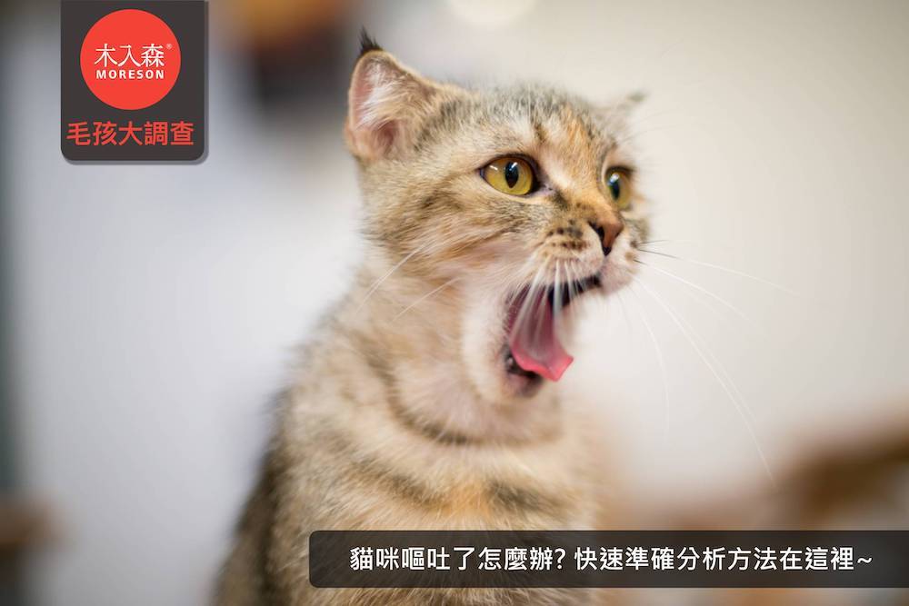 貓咪嘔吐了怎麼辦?快速準確分析方法在這裡~