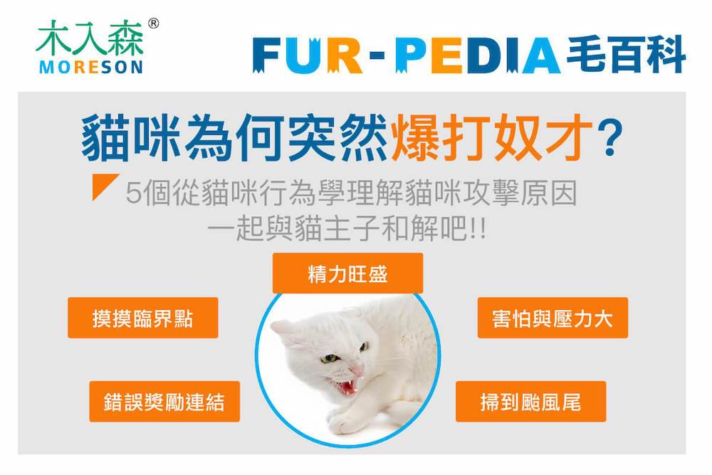 貓咪為何突然爆打奴才?