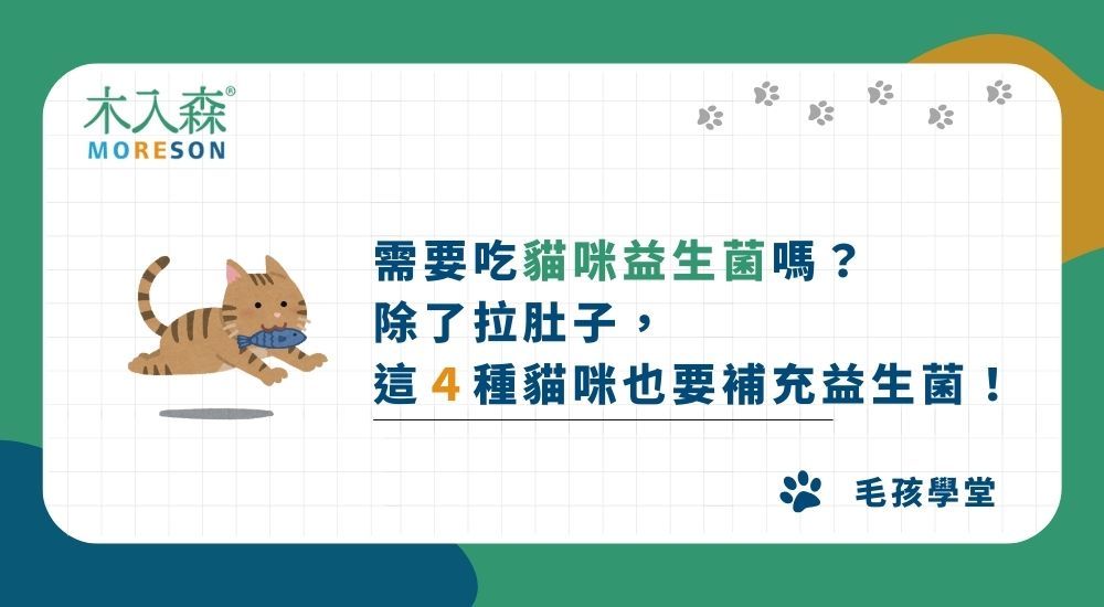 需要吃貓咪益生菌嗎？ 除了拉肚子， 這４種貓咪也要補充益生菌！