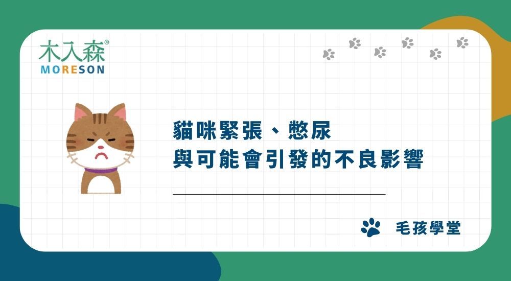 貓咪緊張、憋尿與可能會引發的不良影響