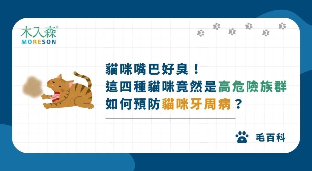 嘴巴好臭！如何預防貓牙周病？這四種貓咪竟然是牙周病高危險族群
