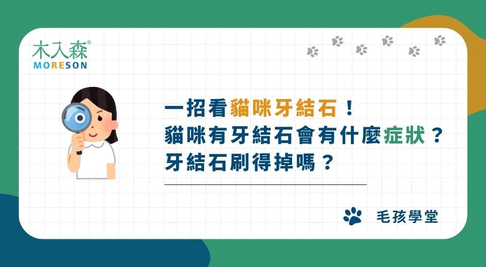 一招看貓咪牙結石！ 貓咪有牙結石會有什麼症狀？ 牙結石刷得掉嗎？