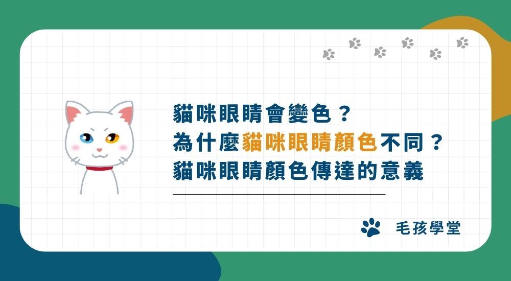 貓咪眼睛會變色？ 為什麼貓咪眼睛顏色不同？ 貓咪眼睛顏色傳達的意義