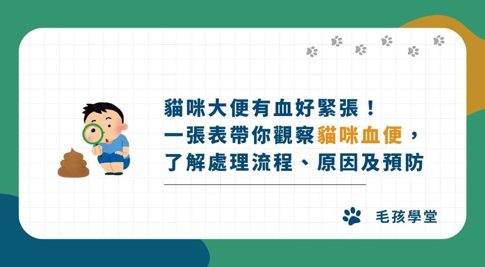 貓咪大便有血好緊張！ 一張表帶你觀察貓咪血便， 了解處理流程、原因及預防