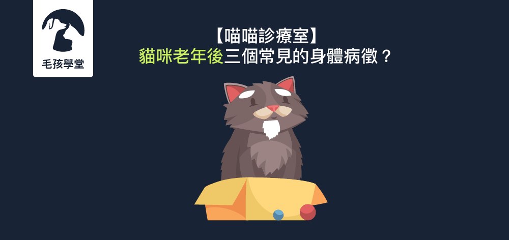 【喵喵診療室】貓咪老年後三個常見的身體病徵？