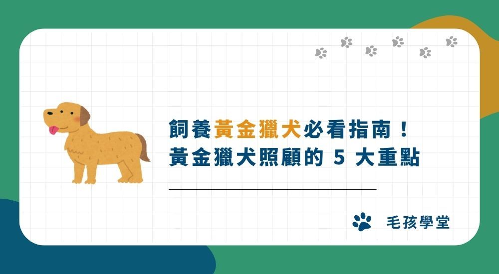 飼養黃金獵犬必看指南！ 黃金獵犬照顧的 5 大重點