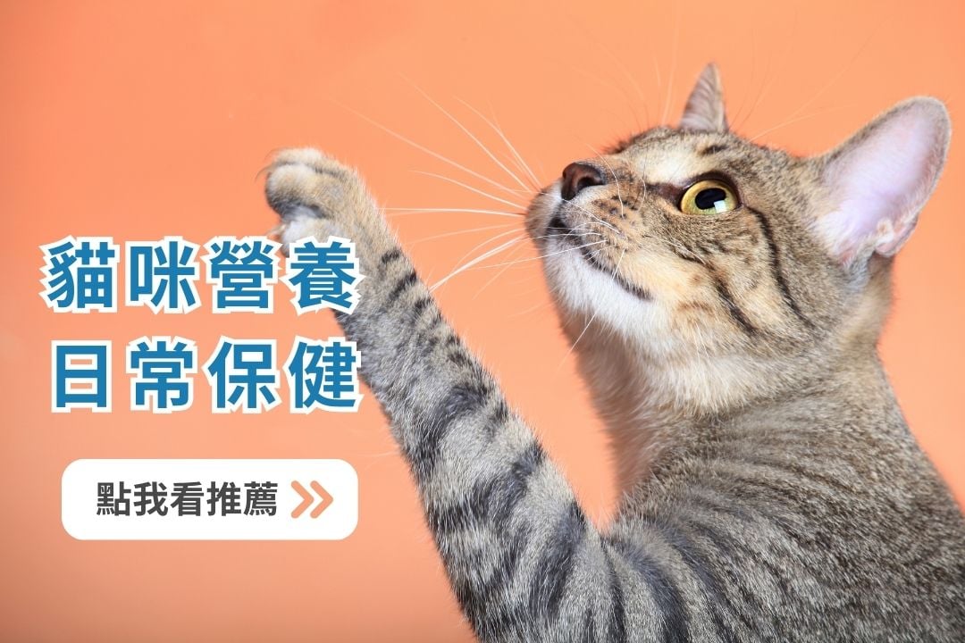 《寵物保健食品聖經》推薦必看！貓咪狗狗保健品到底該如何挑選？