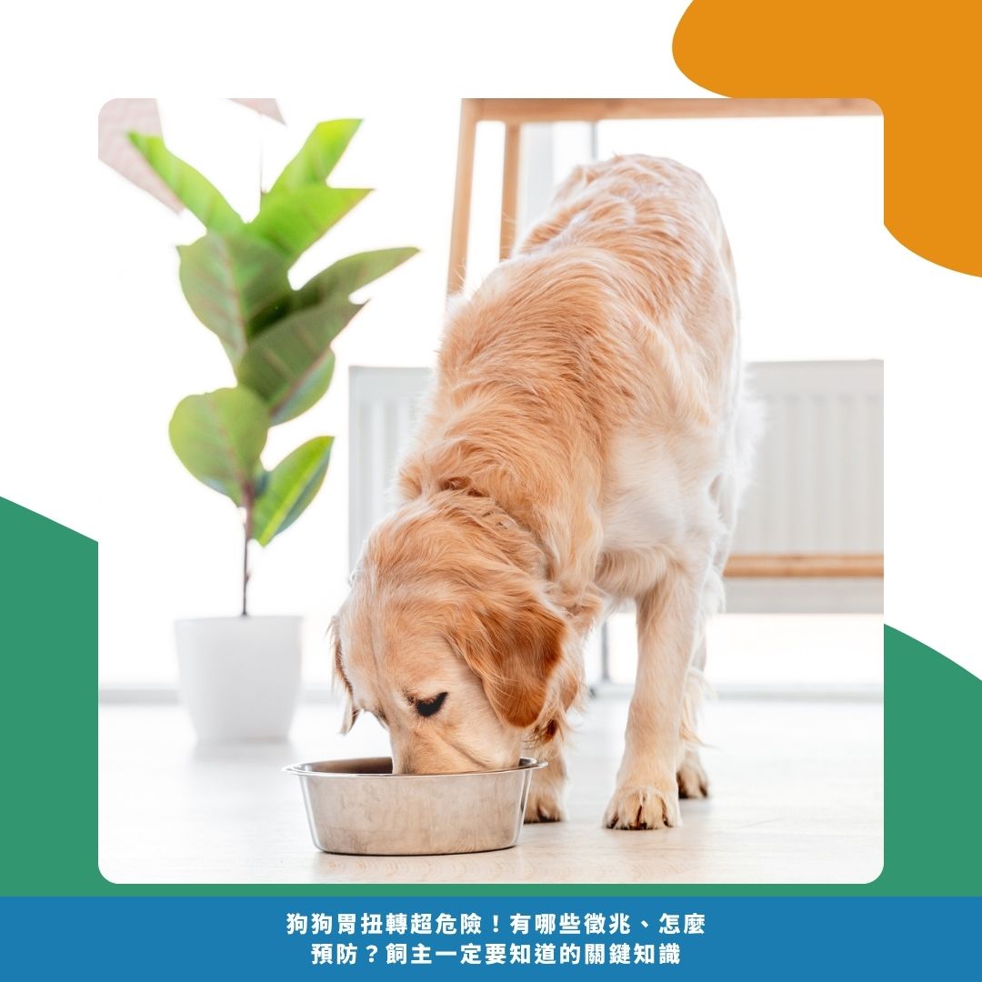 什麼是「胃扭轉」?為什麼這麼嚴重? 什麼是「胃扭轉」?為什麼這麼嚴重?