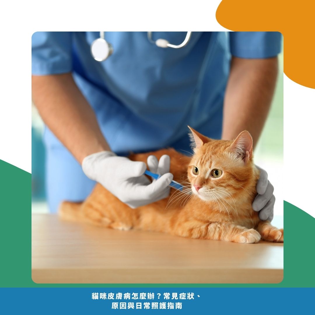 什麼時候要帶貓咪去看獸醫？