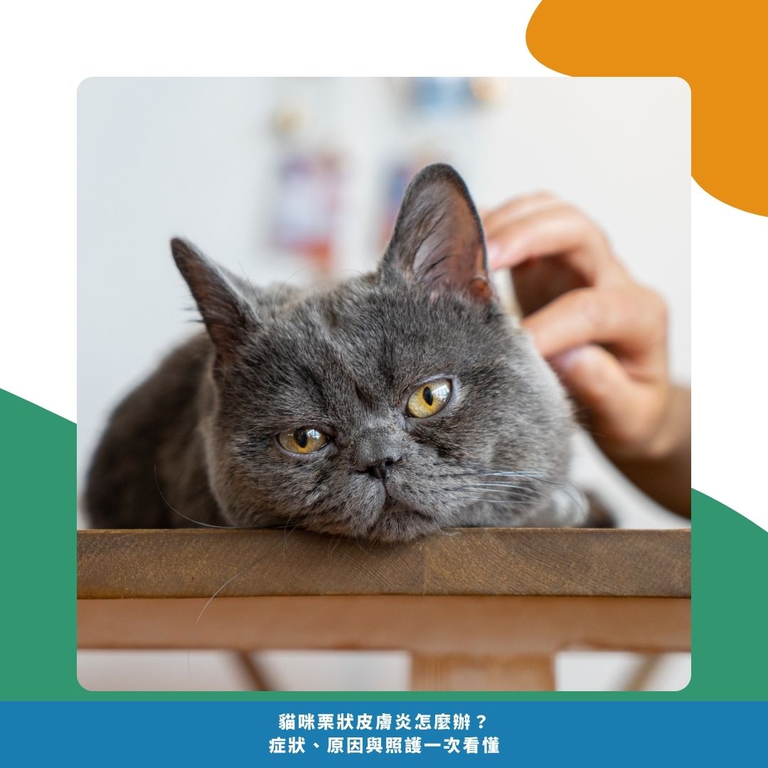 何時該帶貓咪去看獸醫？