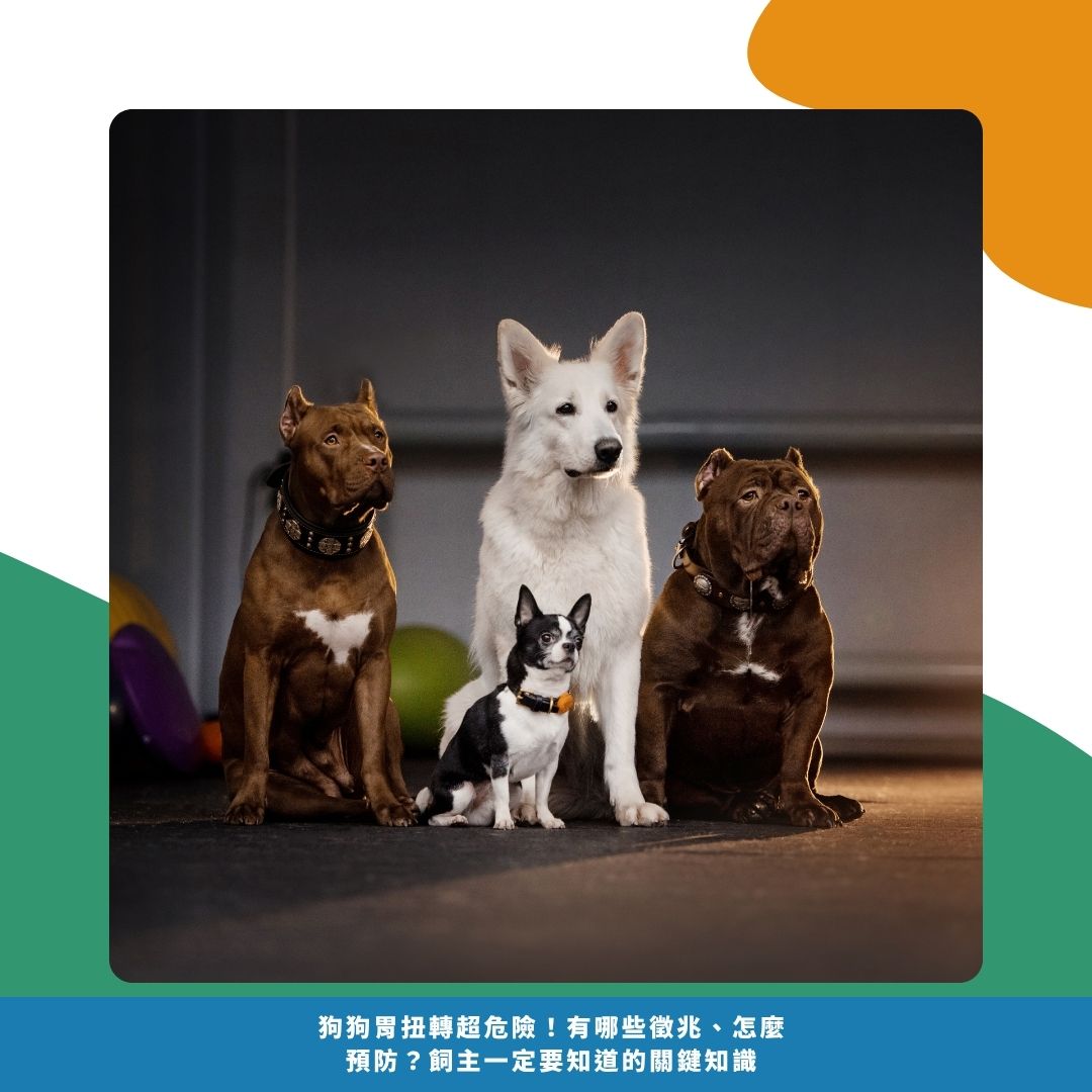 哪些狗狗比較容易發生? 哪些狗狗比較容易發生?
