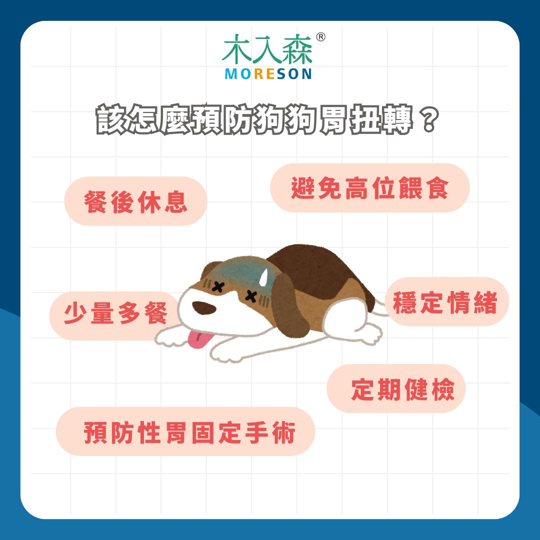 在日常生活中該如何預防狗狗胃扭轉? 在日常生活中該如何預防狗狗胃扭轉?