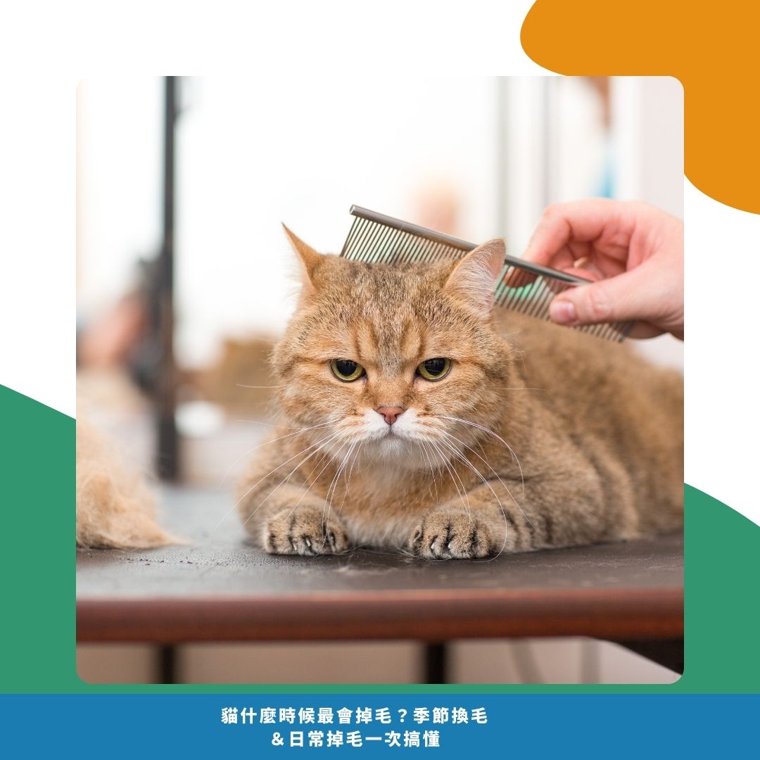 如何減少貓咪掉毛困擾？