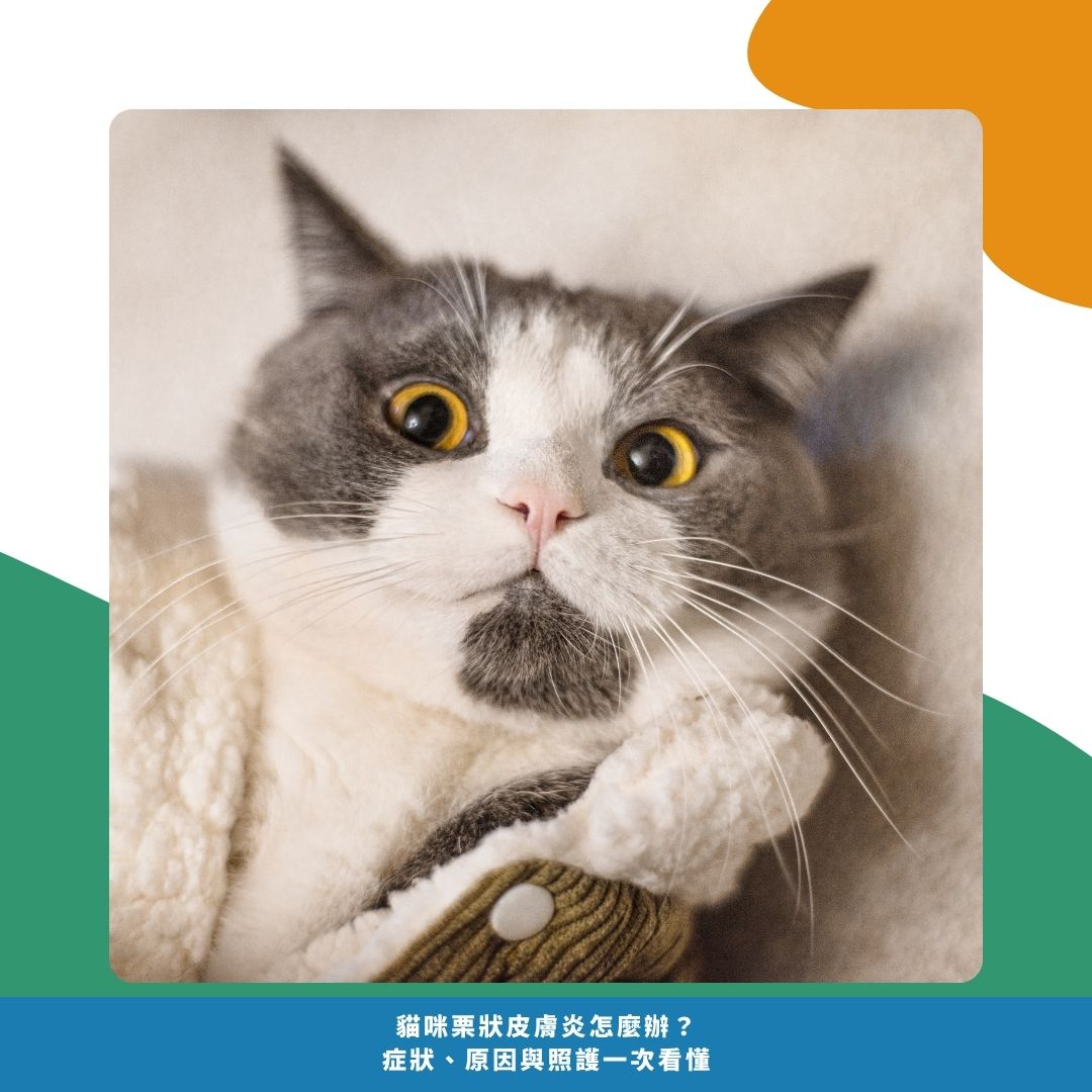 如何預防貓咪栗狀皮膚炎