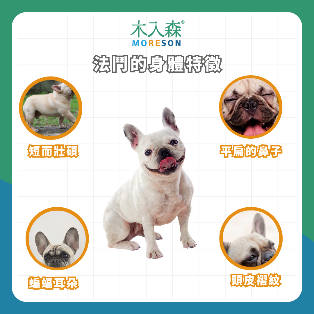 飼養法鬥必看指南！法國鬥牛犬 6 大特質＆知識