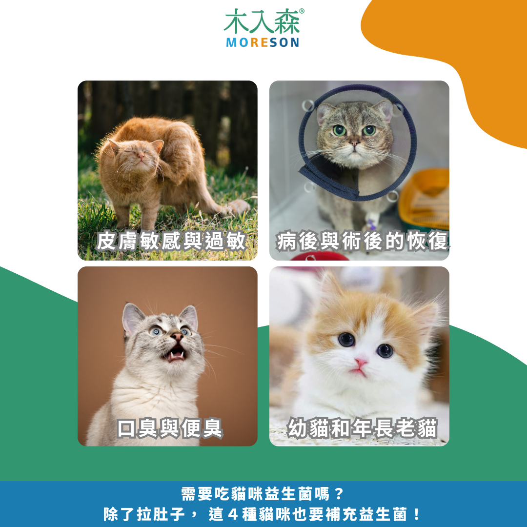 需要吃貓咪益生菌嗎？ 除了拉肚子， 這４種貓咪也要補充益生菌！