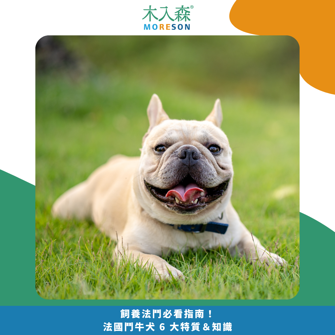 飼養法鬥必看指南！法國鬥牛犬 6 大特質＆知識