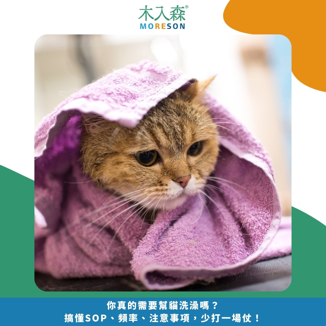 你真的需要幫貓洗澡嗎？搞懂SOP、頻率、注意事項，少打一場仗！