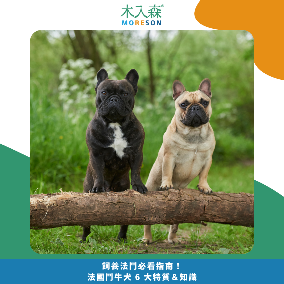 飼養法鬥必看指南！法國鬥牛犬 6 大特質＆知識