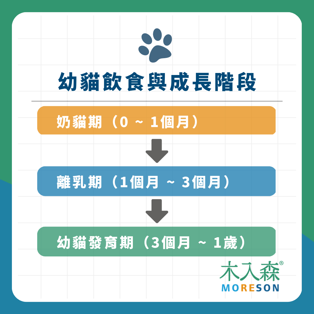 《幼貓照顧-教戰守則》第三章「飲食篇」幼貓吃什麼？吃多少？食量怎麼抓？