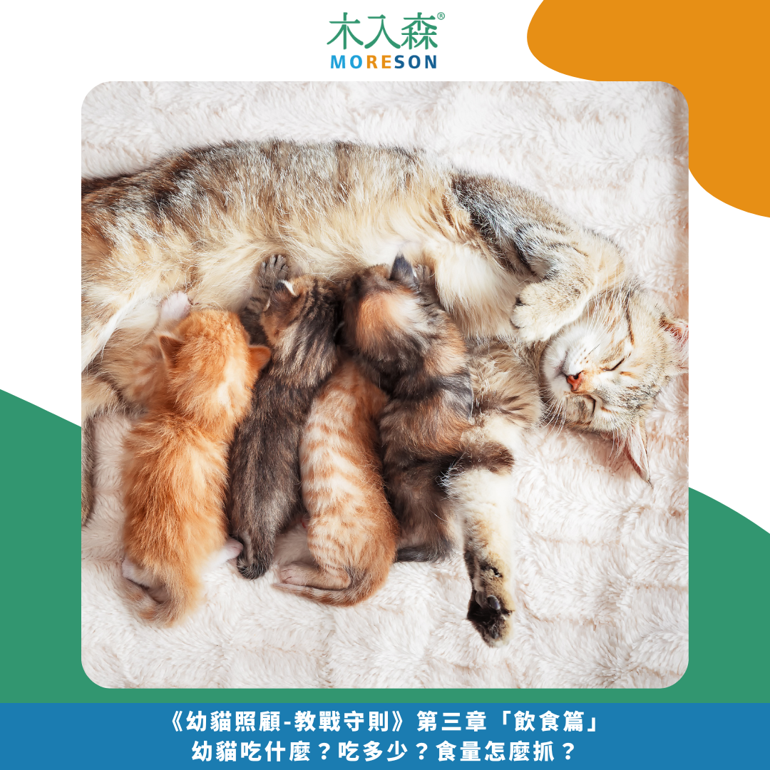 《幼貓照顧-教戰守則》第三章「飲食篇」幼貓吃什麼？吃多少？食量怎麼抓？