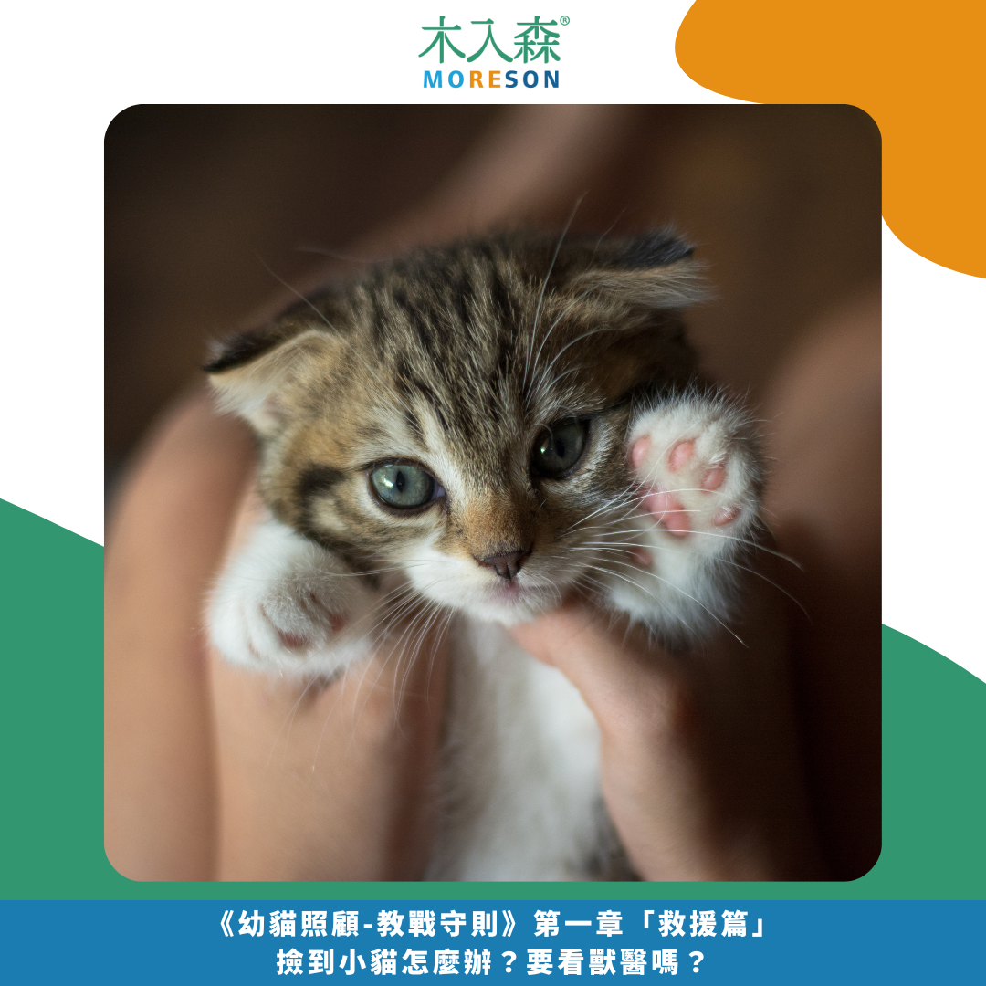 發現貓咪尿不出來？用這「5」個步驟判斷原因、症狀、預防復發方法。