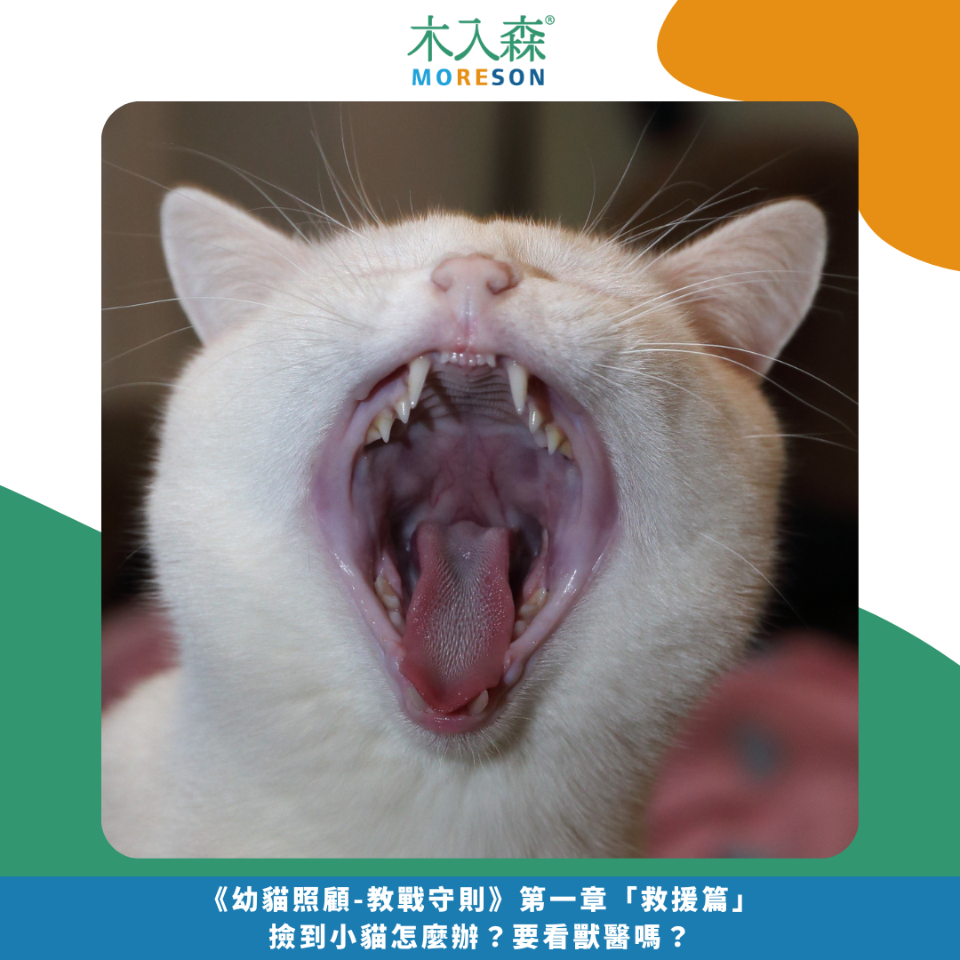 發現貓咪尿不出來？用這「5」個步驟判斷原因、症狀、預防復發方法。