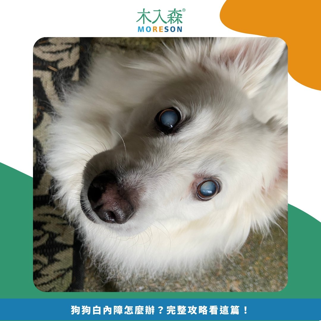 狗狗白內障怎麼辦？完整攻略看這篇！