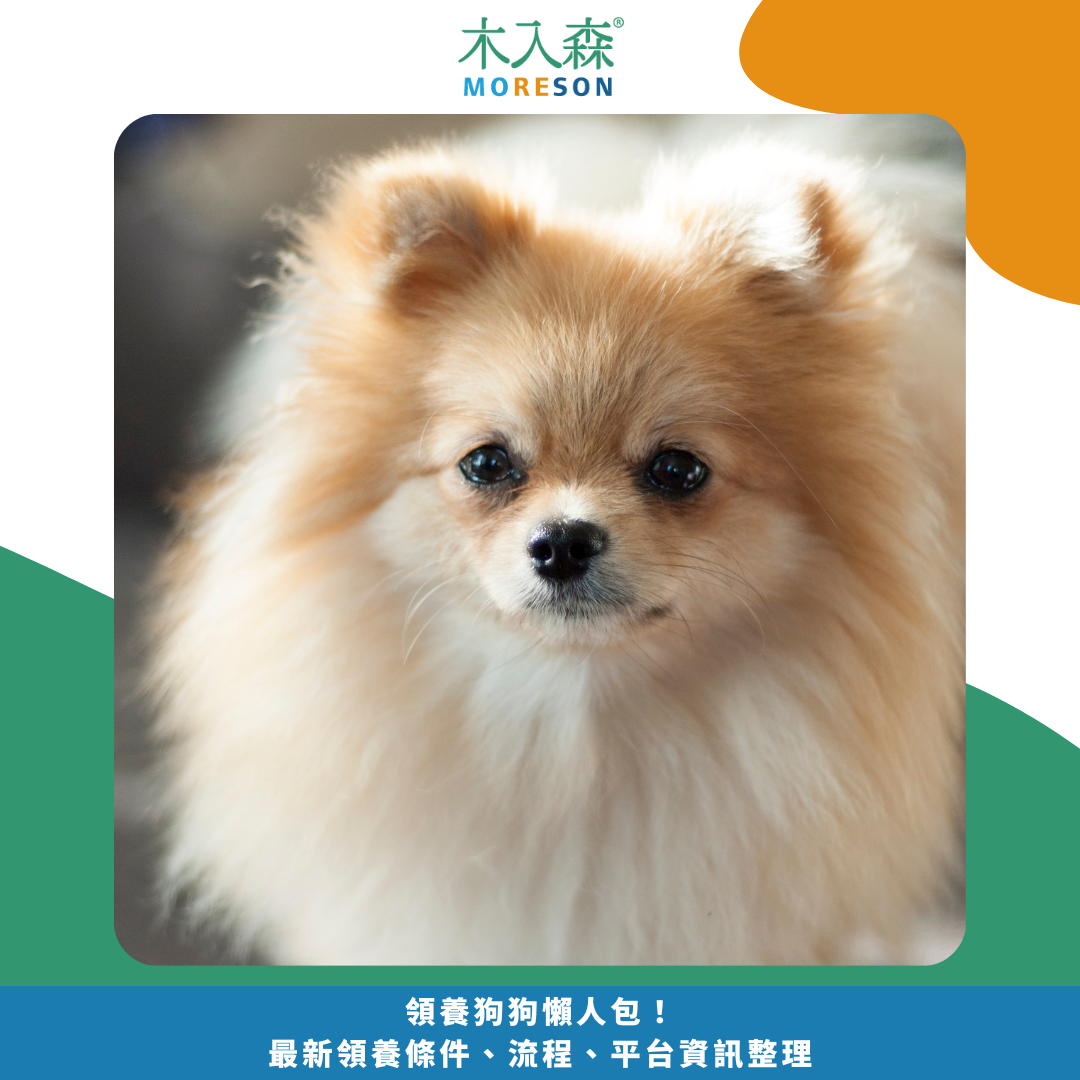 領養狗狗懶人包！ 最新領養條件、流程、平台資訊整理