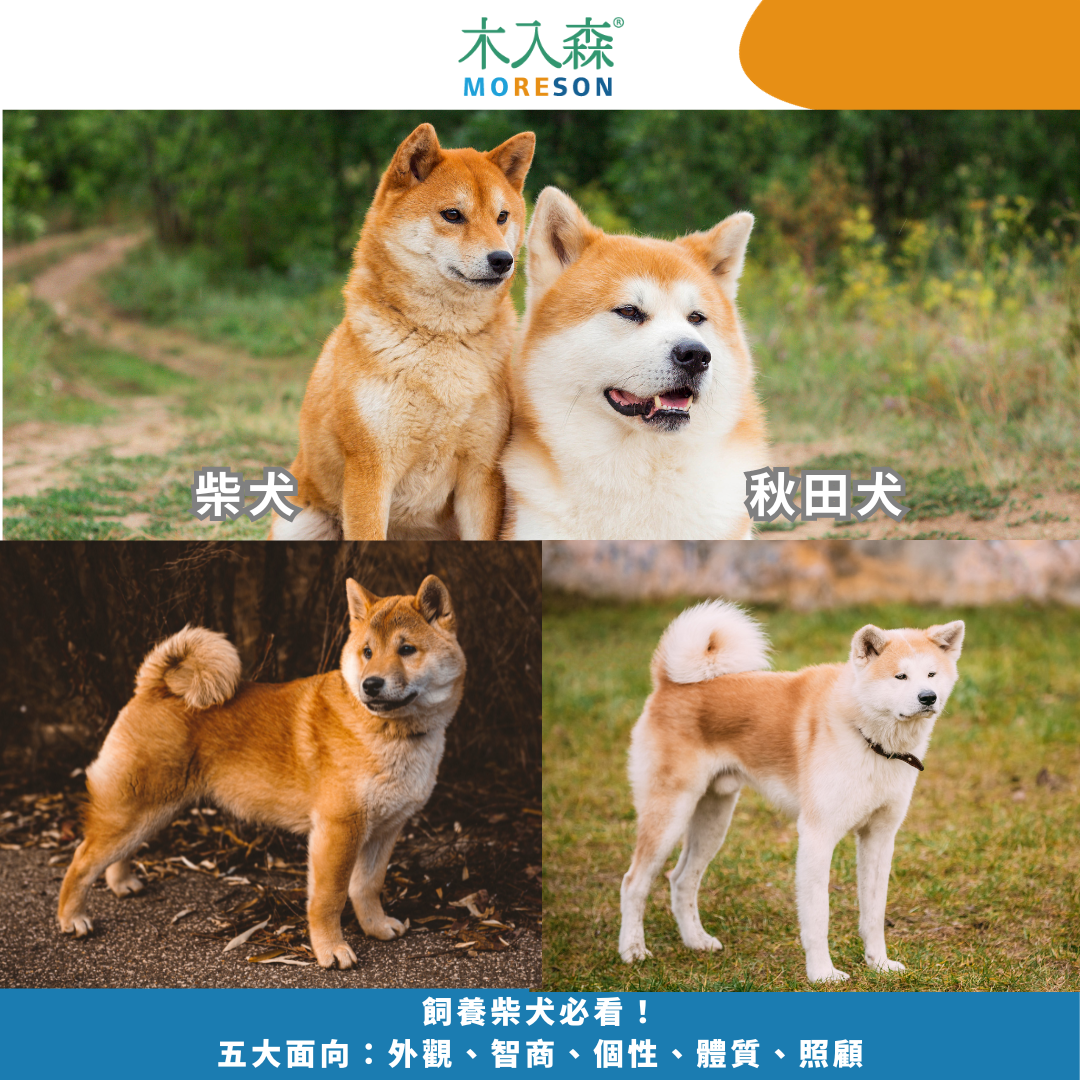 飼養柴犬必看指南！五大面向：外觀、智商、個性、體質、照顧