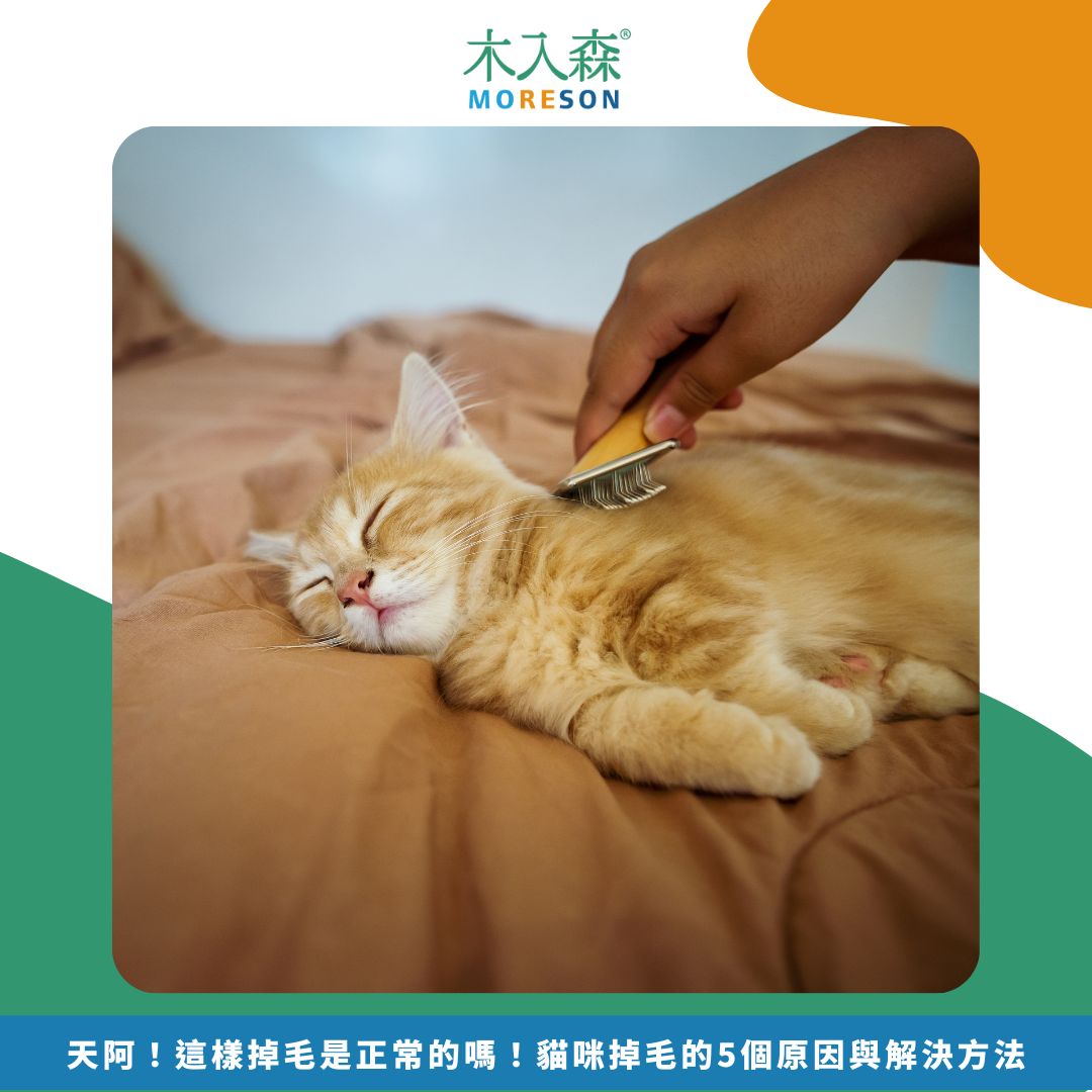 天阿！這樣掉毛是正常的嗎！貓咪掉毛的5個原因與解決方法