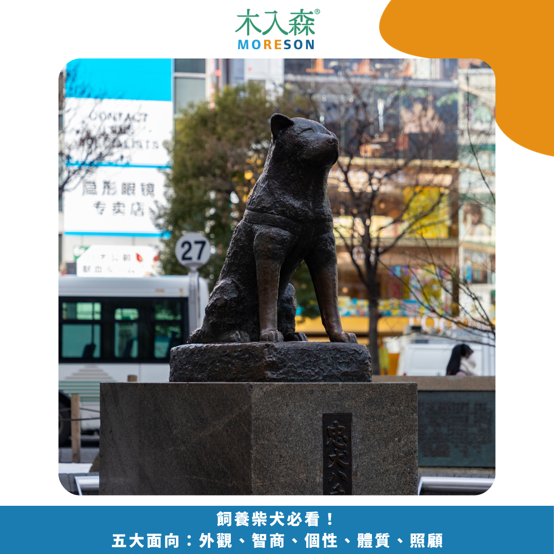 飼養柴犬必看指南！五大面向：外觀、智商、個性、體質、照顧