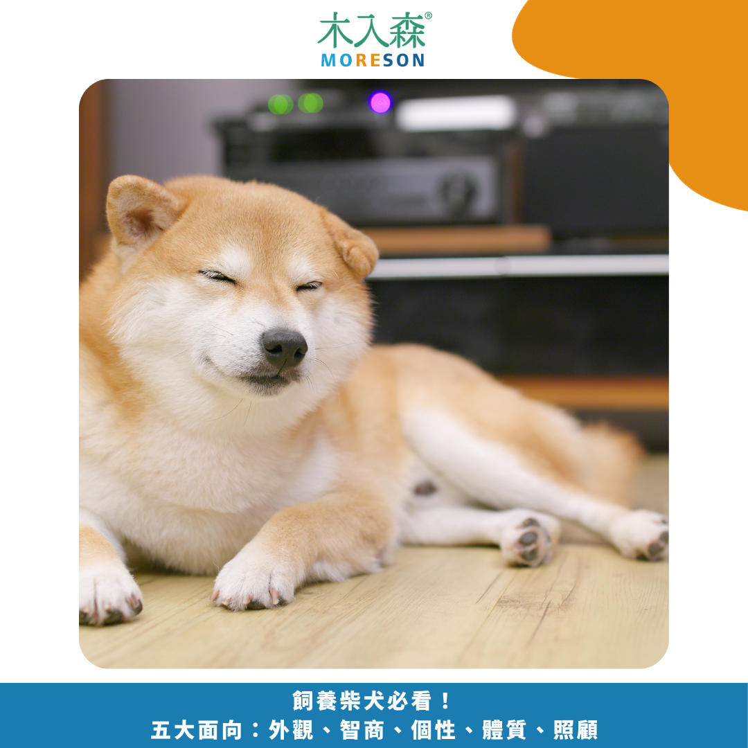 飼養柴犬必看指南！五大面向：外觀、智商、個性、體質、照顧